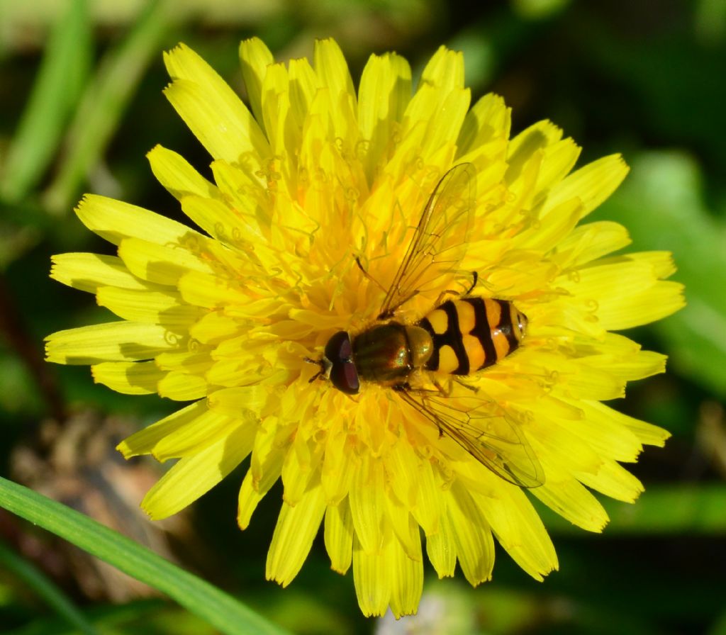 Syrphidae LSC3 - cfr Sirphus ribesii